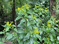 Verbesina occidentalis