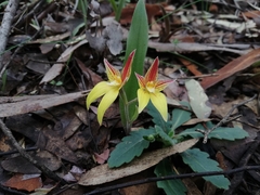 Caladenia flava