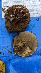 Suillus viscidus