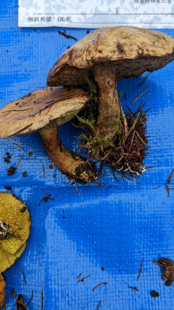 Suillus viscidus · September 2022 · photo: © atsushi_nakajima_cirque (iNaturalist, cc-by)