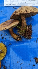 Suillus viscidus