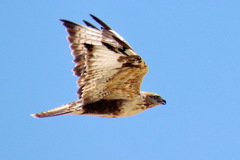 Buteo hemilasius