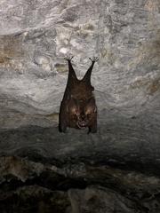 Rhinolophus formosae