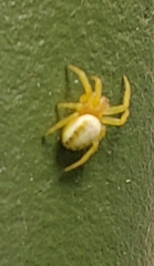 Araniella
