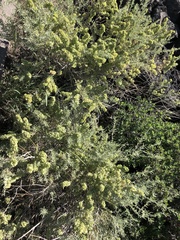 Atriplex canescens