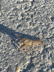 Procambarus simulans