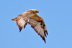 Buteo hemilasius