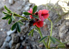 Indigofera heterophylla
