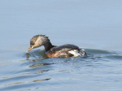 Tachybaptus ruficollis