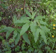 Cardamine enneaphyllos