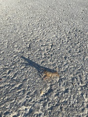 Procambarus simulans