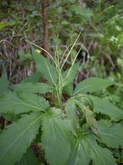 Cardamine enneaphyllos