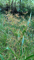 Rhynchospora corniculata