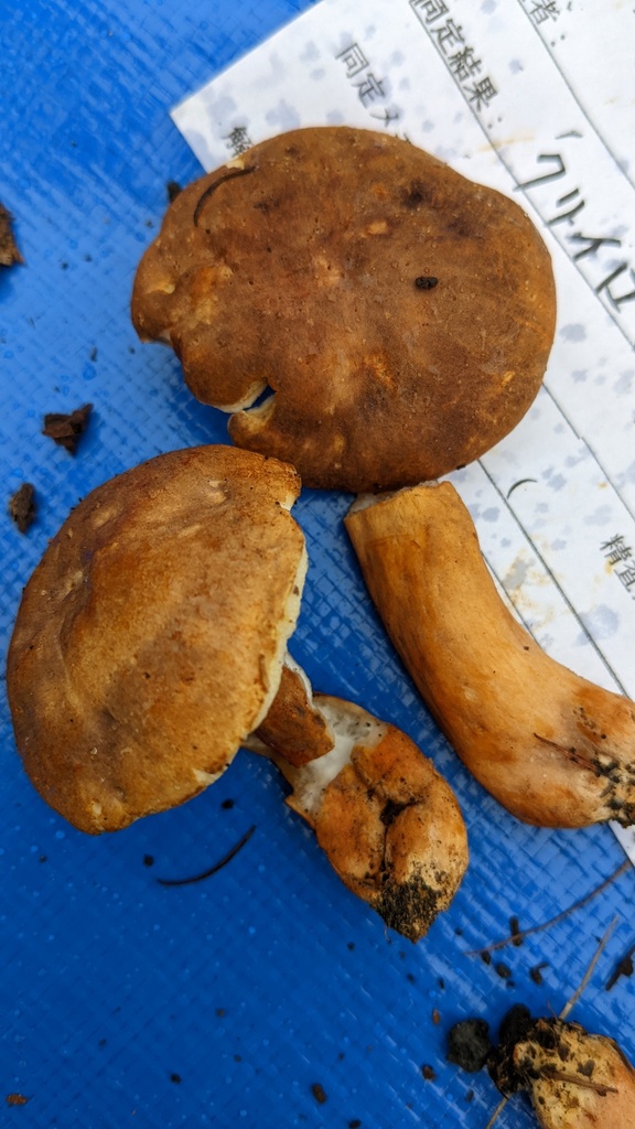 Gyroporus castaneus · September 2022 · photo: © atsushi_nakajima_cirque (iNaturalist, cc-by)