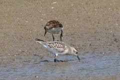 Calidris minutilla