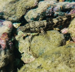 Bathygobius soporator