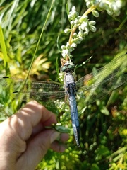Orthetrum albistylum