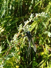 Orthetrum albistylum