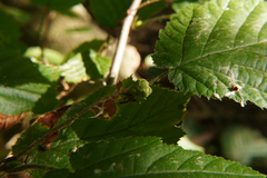 Phytoptus avellanae