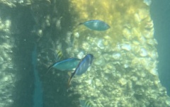 Caranx ruber