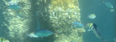 Caranx ruber