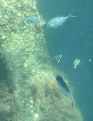 Caranx ruber