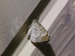 Xanthorhoe