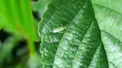 Blepharidopterus angulatus