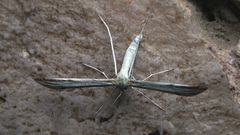 Hellinsia didactylites