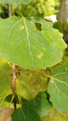 Harmandiola pustulans