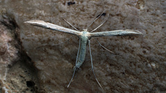 Hellinsia didactylites