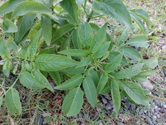 Sambucus javanica