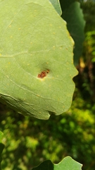 Harmandiola pustulans