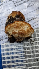 Fuscopostia fragilis