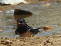 Hirundo rustica