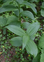 Veratrum