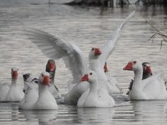 Anser anser domesticus