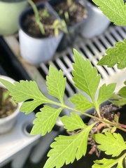 Crataegus marshallii