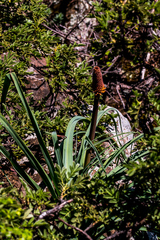 Kniphofia caulescens