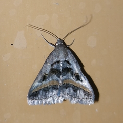 Acantholipes trajecta