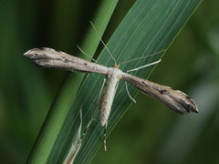 Hellinsia lienigianus