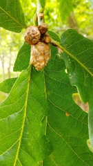 Andricus foecundatrix