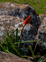 Kniphofia linearifolia