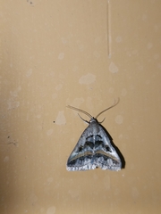 Acantholipes trajecta