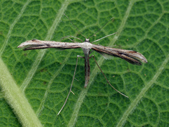 Hellinsia lienigianus
