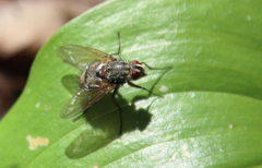 Tachinidae