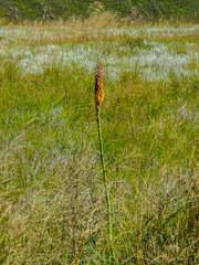 Kniphofia laxiflora