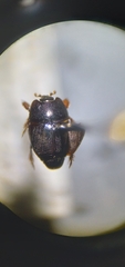Hypocaccus lucidulus