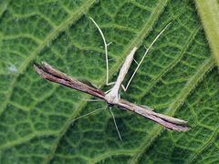 Hellinsia lienigianus