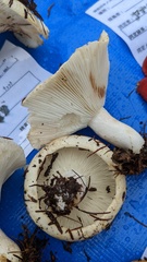 Russula delica